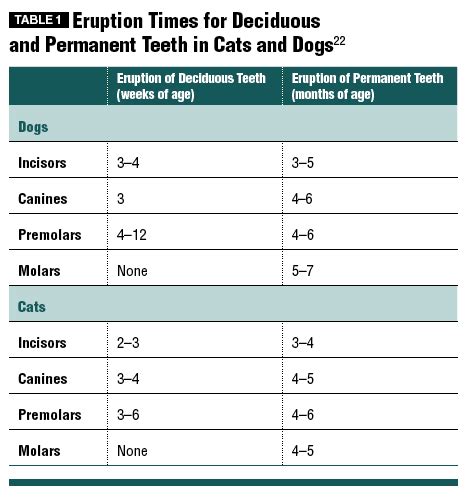 27 Top Pictures Cat Teeth Chart Age - Pin On Pets | cnx-vyuj0mgl