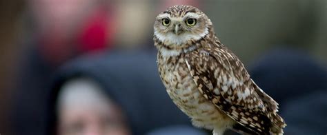 Wildlife day out in Hampshire, birds of prey conservation at the Hawk ...