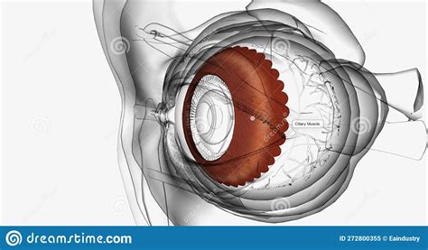 The Ciliary Body Contains Smooth Muscle Fibers Called Ciliary Muscles ...