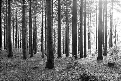 Black and White Tree Photography