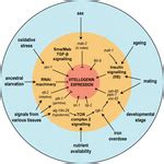 Frontiers | Vitellogenins - Yolk Gene Function and Regulation in ...