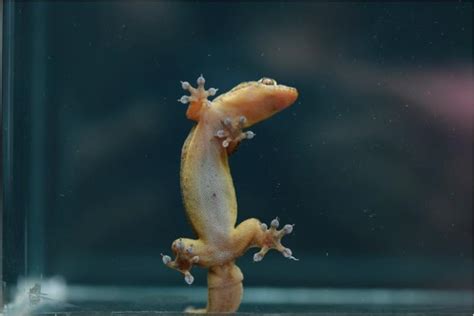 How Gecko Anatomy Helps even L [IMAGE] | EurekAlert! Science News Releases