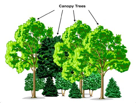 Example of canopy trees. Although not necessarily the tallest trees in... | Download Scientific ...