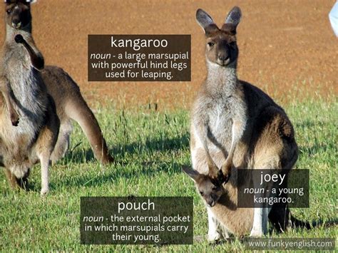 Kangaroo Vocabulary - Funky English Marsupial, Learn English ...