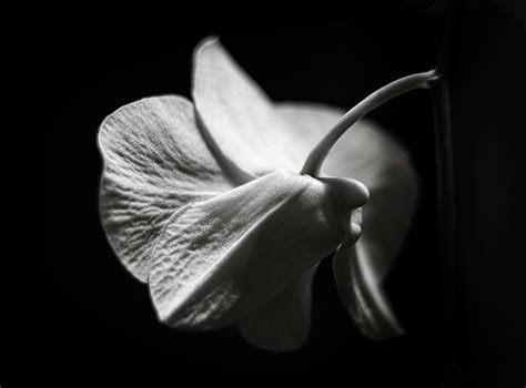 Black and White Orchid Photograph by Roxanne Collins - Pixels