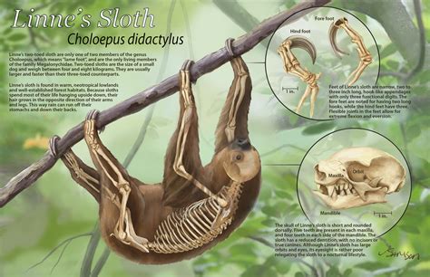 ArtStation - Linne's Sloth - Choloepus didactylus