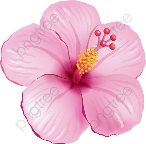 Pink Hibiscus Flower Clipart | Best Flower Site