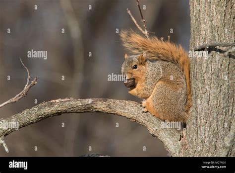 Fox Squirrel eating Stock Photo - Alamy