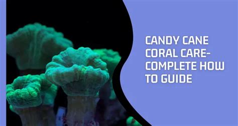 Candy Cane Coral Care- Complete How To Guide