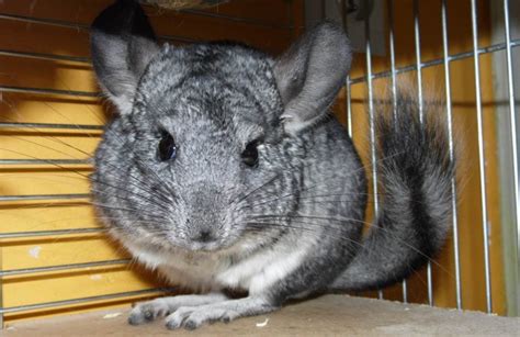 Chinchilla Cat Breed Profile - Cat-World