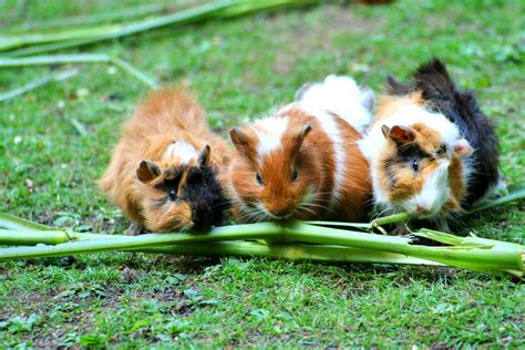 Free Images : grass, cute, green, mammal, rodent, fauna, guinea pig ...