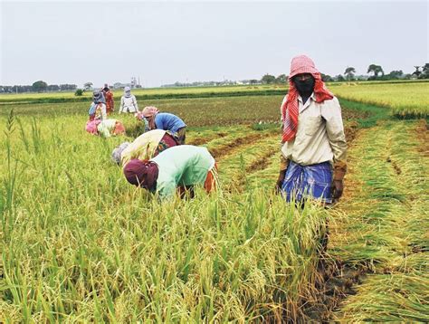 Bengal plans credit for 20 lakh more farmers - Telegraph India