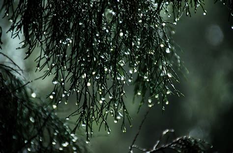 drops, rain, nature, leaves, hd, 4k, 5k HD Wallpaper