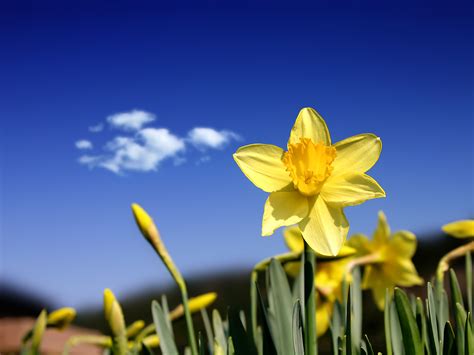 McMurray Musings: Daffodils, Cancer, and Hope in Fort McMurray