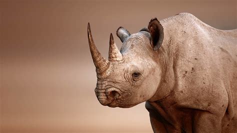 Rhino Wallpapers (65+ pictures)