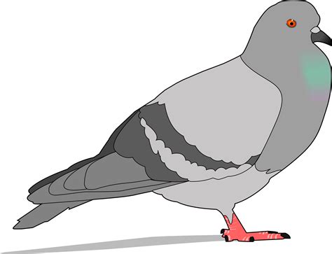 Clipart - pigeon