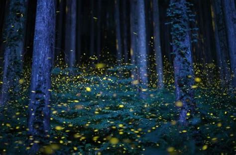 Fireflies, Japan - Wander Lord