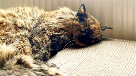 This cat, nearly 32 years old, has a shot at being the oldest feline in ...