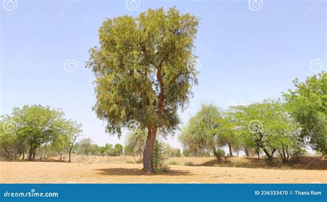 Big Tree of Prosopis Cineraria Khejari in Field Stock Photo - Image of branch, khejari: 236333470