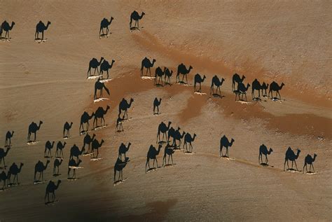 Camel Shadows : r/BeAmazed