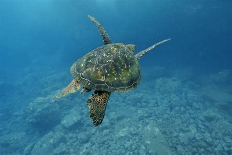 Sea Turtle Migration — SEE Turtles