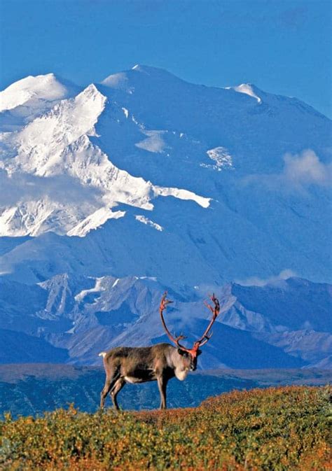 Denali Caribou fine art noetcard by Robin Brandt - Greatland Graphics