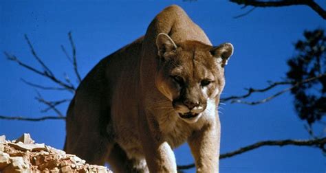 Cougar Facts - 12 Interesting Facts About Cougars | KickassFacts