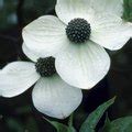 Dogwood Tree Leaf Identification | Hunker