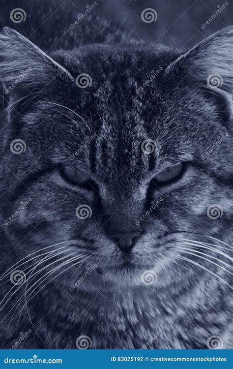 Cat In Grayscale Photo Picture. Image: 83025192