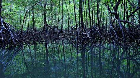 Mangroves