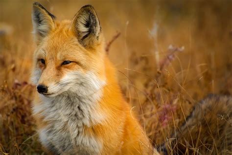 Red Fox Animal - Free photo on Pixabay - Pixabay