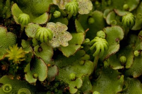 Bryophytes - Liverworts Diagram | Quizlet