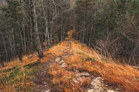 Autumn forest path stock photo containing fallen and forest | Nature ...