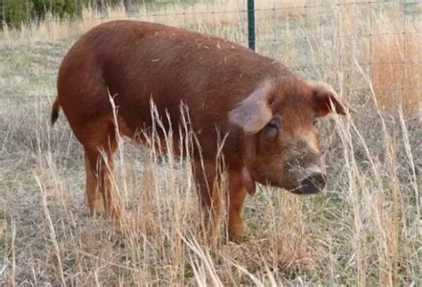 Red Wattle Pig: Everything You Need to Know (Facts!) - Sand Creek Farm