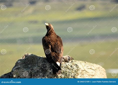 Golden eagle with a prey stock image. Image of genet - 246512189