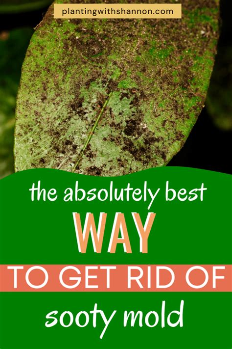 How to Get Rid of Sooty Mold on Houseplants - Planting With Shannon