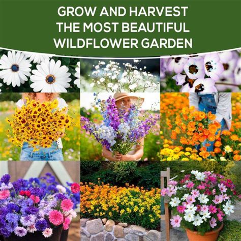 Annual Wildflower Seeds 3oz (21 Varieties) - FarmerValley