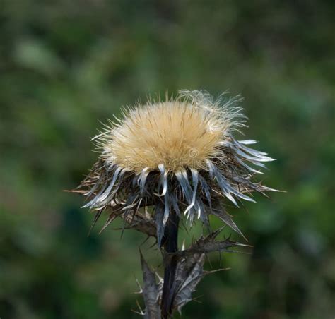 Carline Thistle Flower Head with Seeds Stock Image - Image of seed ...