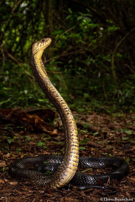 A rather large ‎Brown Forest Cobra (Naja subfulva) from St. Lucia ...