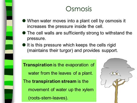 Transport in Flowering Plants