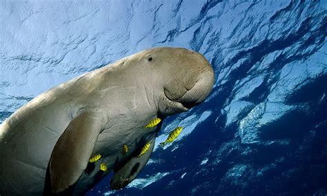 Interesting Facts About Sea Cows “Dugongs”