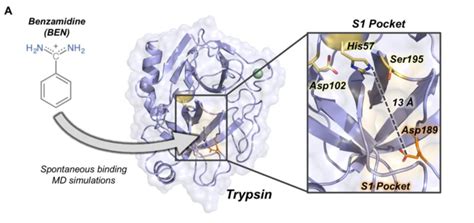 Overview of trypsin structure and S1 pocket. (A) Trypsin (in purple)... | Download Scientific ...