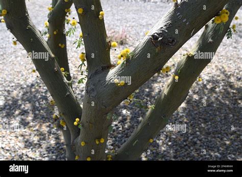 Blooms on the bark of a sweet acacia tree Acacia farnesiana Stock Photo - Alamy