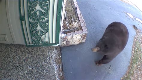 Huge 500lb black bear dubbed 'Hank the Tank' breaks into 28 homes in ...