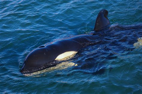 [VIDEO] Orca Shows Ancient and Rare Hunting Technique to Catch and Kill Its Prey in Antarctica ...