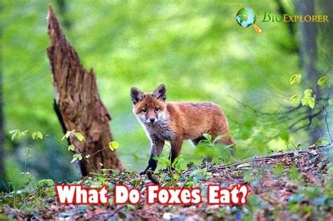 What Do Foxes Eat? | Foxes Diet By Species | What Eats Foxes?