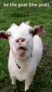 Funny Goat Gifs