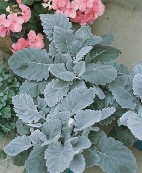 Dusty Miller Seeds Maritima Cirrus 25 thru 500 pelleted seeds | Etsy