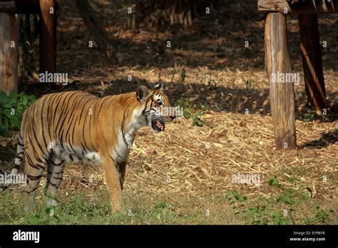 Bengal tiger in a forest Stock Photo - Alamy