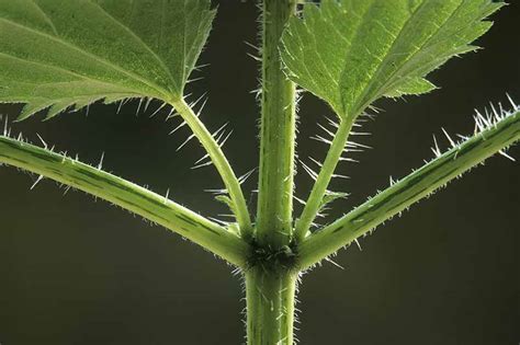 How to Grow Stinging Nettle | Gardener's Path